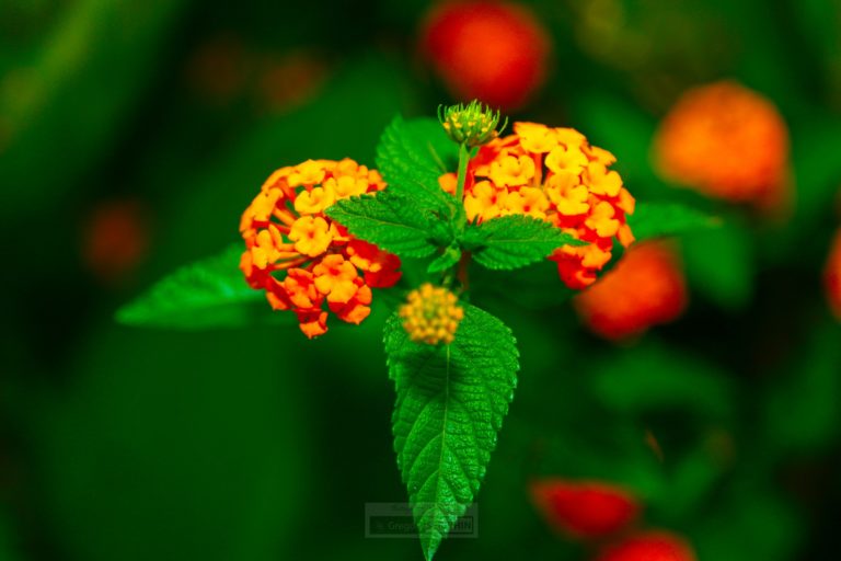 Finding Your Ancestors in Abricots, Haiti