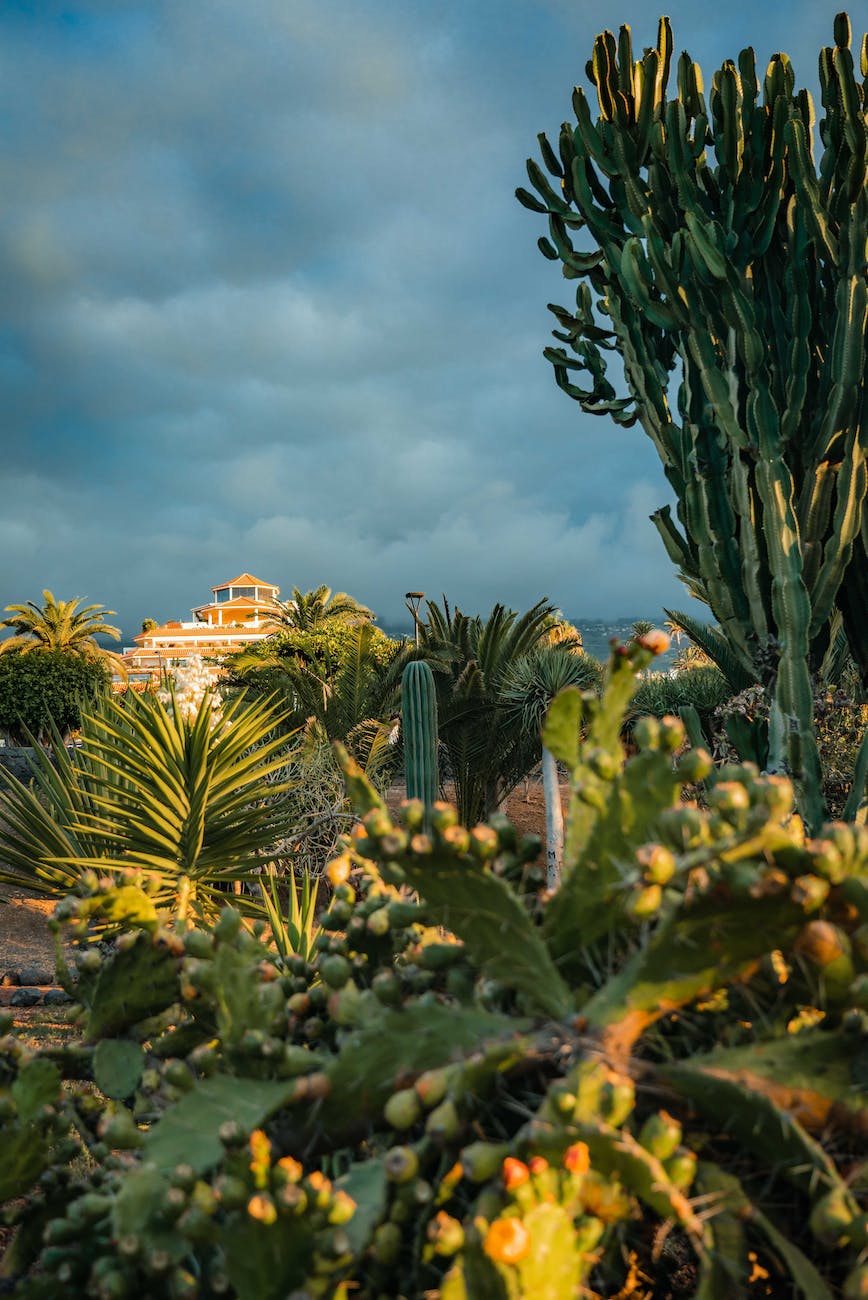 green plants under blue sky